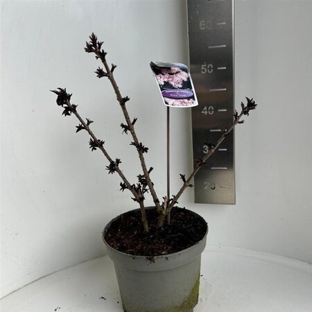 Sambucus nigra Black Tower 40-50 cm cont. 5,0L - afbeelding 2