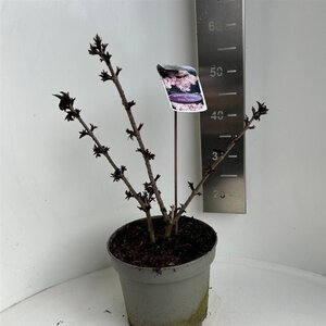 Sambucus nigra Black Tower 40-50 cm cont. 5,0L - afbeelding 2