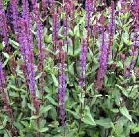 Salvia nem. 'Caradonna' geen maat specificatie 0,55L/P9cm - afbeelding 5