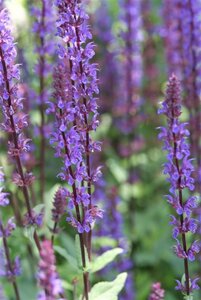 Salvia nem. 'Caradonna' geen maat specificatie 0,55L/P9cm - afbeelding 6