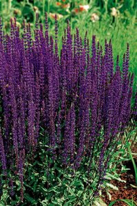 Salvia nem. 'Caradonna' geen maat specificatie 0,55L/P9cm - afbeelding 4