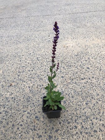 Salvia nem. 'Caradonna' geen maat specificatie 0,55L/P9cm - afbeelding 1