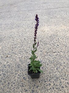 Salvia nem. 'Caradonna' geen maat specificatie 0,55L/P9cm
