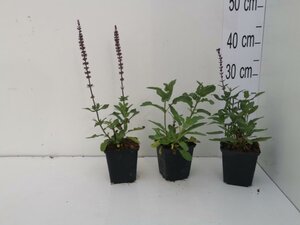 Salvia nem. 'Caradonna' geen maat specificatie 0,55L/P9cm - afbeelding 2