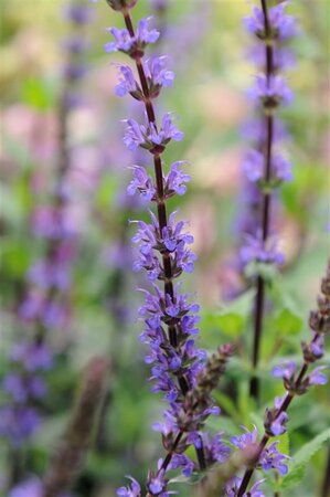 Salvia nem. 'Caradonna' geen maat specificatie 0,55L/P9cm - afbeelding 3