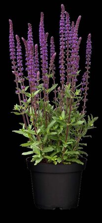 Salvia nem. 'Caradonna' geen maat specificatie 0,55L/P9cm - afbeelding 3