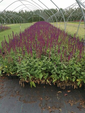 Salvia nem. 'Caradonna' geen maat specificatie 0,55L/P9cm - afbeelding 10