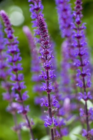 Salvia nem. 'Caradonna' geen maat specificatie 0,55L/P9cm - afbeelding 4
