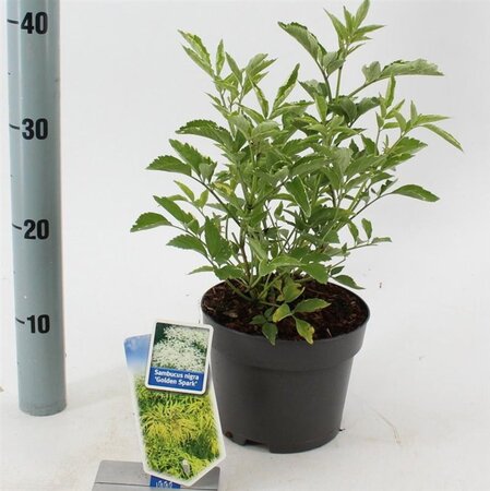 Sambucus nigra Gold Spark 30-40 cm cont. 2,0L - afbeelding 1