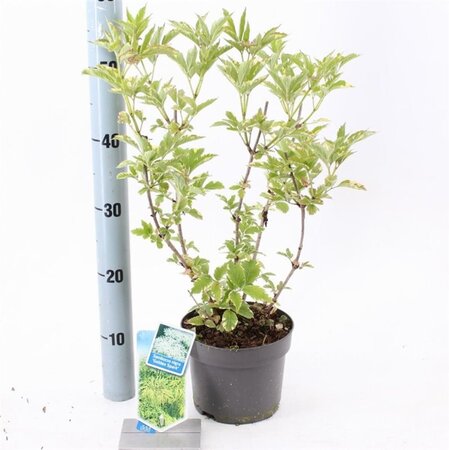 Sambucus nigra Gold Spark 30-40 cm cont. 2,0L - afbeelding 2