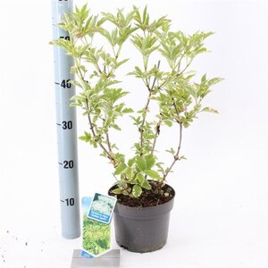 Sambucus nigra Gold Spark 30-40 cm cont. 2,0L - afbeelding 2