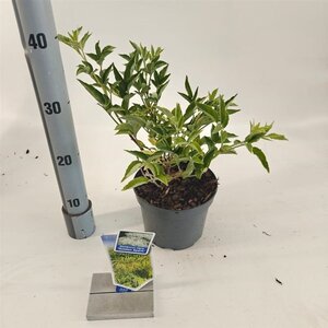 Sambucus nigra Gold Spark 30-40 cm cont. 2,0L - afbeelding 3