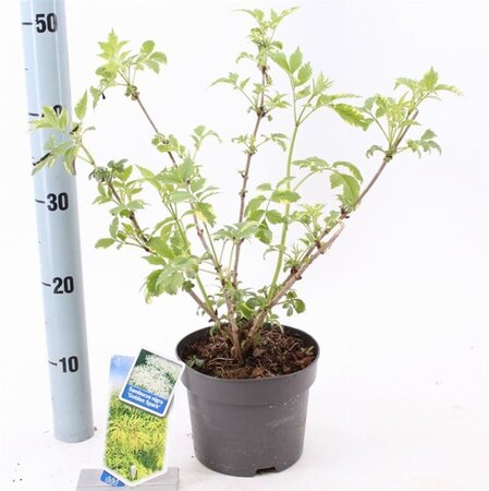 Sambucus nigra Gold Spark 30-40 cm cont. 2,0L - afbeelding 4
