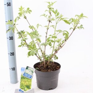 Sambucus nigra Gold Spark 30-40 cm cont. 2,0L - afbeelding 4