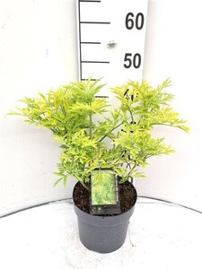 Sambucus nigra Golden Tower 40-50 cm cont. 3,0L - afbeelding 3