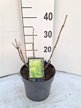 Sambucus nigra Golden Tower 40-50 cm cont. 3,0L - afbeelding 4