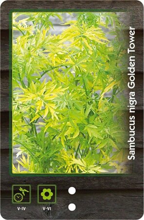 Sambucus nigra Golden Tower 40-50 cm cont. 3,0L - afbeelding 2