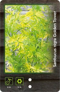Sambucus nigra Golden Tower 40-50 cm cont. 3,0L - afbeelding 2