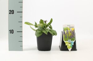 Salvia nem. 'Mainacht' geen maat specificatie 0,55L/P9cm - afbeelding 4