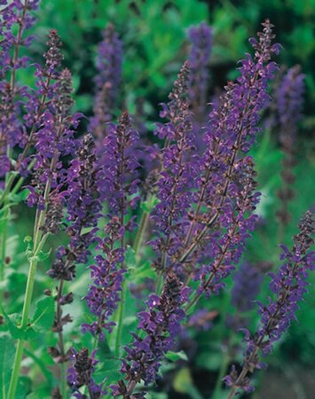 Salvia nem. 'Mainacht' geen maat specificatie 0,55L/P9cm - afbeelding 9
