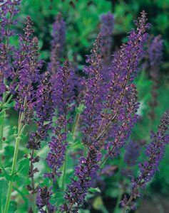Salvia nem. 'Mainacht' geen maat specificatie 0,55L/P9cm - afbeelding 9