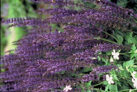 Salvia nem. 'Mainacht' geen maat specificatie 0,55L/P9cm - afbeelding 8