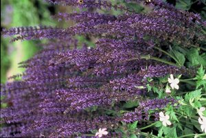 Salvia nem. 'Mainacht' geen maat specificatie 0,55L/P9cm - afbeelding 8