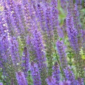 Salvia nem. 'Mainacht' geen maat specificatie 0,55L/P9cm - afbeelding 8