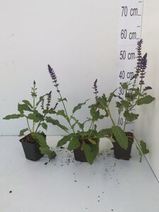 Salvia nem. 'Mainacht' geen maat specificatie 0,55L/P9cm - afbeelding 2