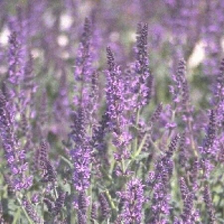 Salvia nem. 'Mainacht' geen maat specificatie 0,55L/P9cm - afbeelding 7