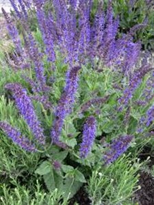 Salvia nem. 'Mainacht' geen maat specificatie 0,55L/P9cm - afbeelding 15