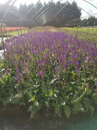 Salvia nem. 'Mainacht' geen maat specificatie 0,55L/P9cm - afbeelding 6