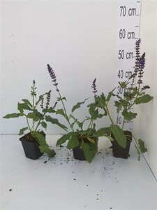 Salvia nem. 'Mainacht' geen maat specificatie 0,55L/P9cm - afbeelding 5