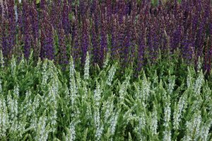 Salvia nem. 'Mainacht' geen maat specificatie 0,55L/P9cm - afbeelding 9