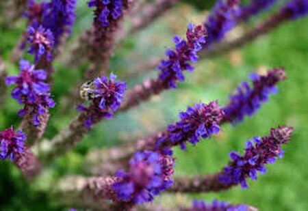Salvia nem. 'Mainacht' geen maat specificatie 0,55L/P9cm - afbeelding 6