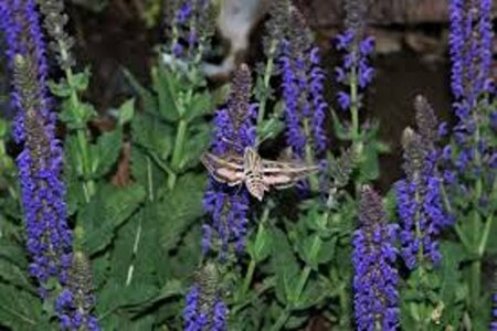 Salvia nem. 'Mainacht' geen maat specificatie 0,55L/P9cm - afbeelding 5