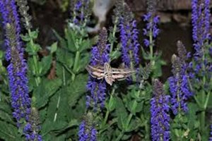 Salvia nem. 'Mainacht' geen maat specificatie 0,55L/P9cm - afbeelding 5