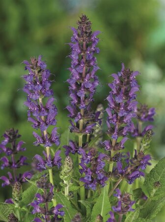 Salvia nem. 'Mainacht' geen maat specificatie 0,55L/P9cm - afbeelding 4