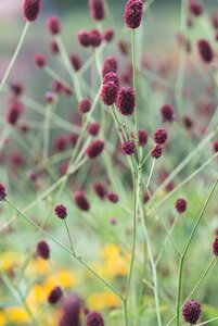 Sanguisorba officinalis geen maat specificatie 0,55L/P9cm - afbeelding 8