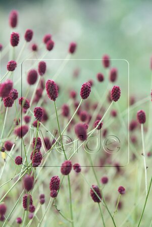 Sanguisorba officinalis geen maat specificatie 0,55L/P9cm - afbeelding 9