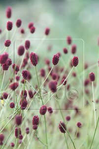 Sanguisorba officinalis geen maat specificatie 0,55L/P9cm - afbeelding 9