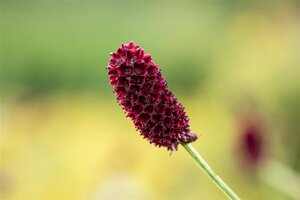 Sanguisorba officinalis geen maat specificatie 0,55L/P9cm - image 1