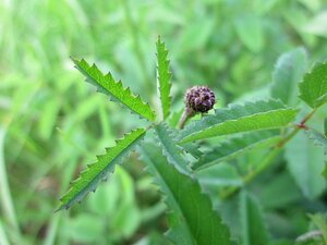 Sanguisorba officinalis geen maat specificatie 0,55L/P9cm - image 2
