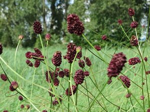 Sanguisorba officinalis geen maat specificatie 0,55L/P9cm - image 3