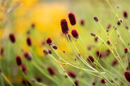 Sanguisorba officinalis geen maat specificatie 0,55L/P9cm - image 4