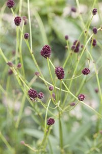 Sanguisorba officinalis geen maat specificatie 0,55L/P9cm - image 5