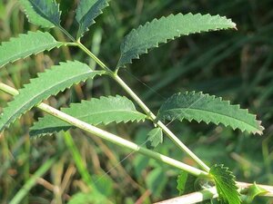 Sanguisorba officinalis geen maat specificatie 0,55L/P9cm - image 6