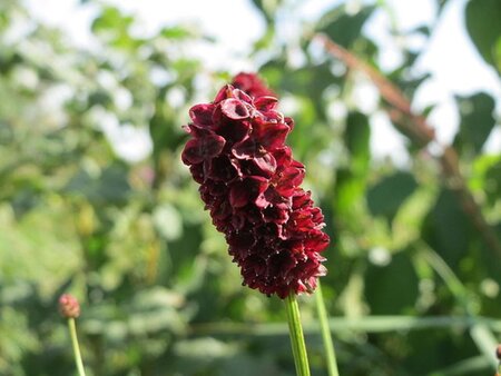 Sanguisorba officinalis geen maat specificatie 0,55L/P9cm - image 7