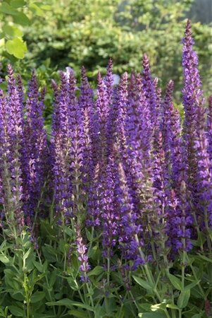Salvia nem. 'Ostfriesland' geen maat specificatie 0,55L/P9cm - afbeelding 10