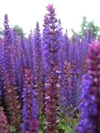 Salvia nem. 'Ostfriesland' geen maat specificatie 0,55L/P9cm - afbeelding 15